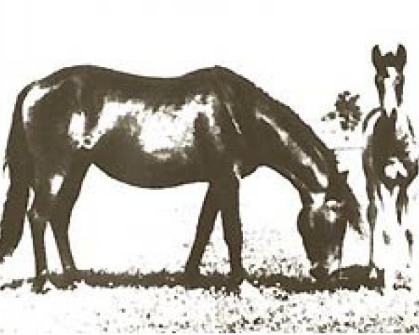 Zuchtstute Gahdar ox (Vollblutaraber, 1942, von Wielki Szlem 1938 ox)