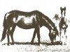 broodmare Gahdar ox (Arabian thoroughbred, 1942, from Wielki Szlem 1938 ox)