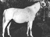 broodmare Canberra ox (Arabian thoroughbred, 1954, from Abu Afas 1947 ox)