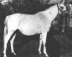 broodmare Canberra ox (Arabian thoroughbred, 1954, from Abu Afas 1947 ox)