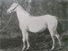 horse Kalina 1909 ox (Arabian thoroughbred, 1909, from Ibrahim 1899 ox)