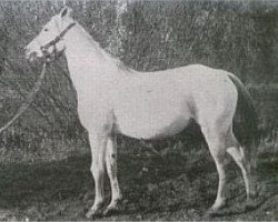 broodmare Kalina 1909 ox (Arabian thoroughbred, 1909, from Ibrahim 1899 ox)