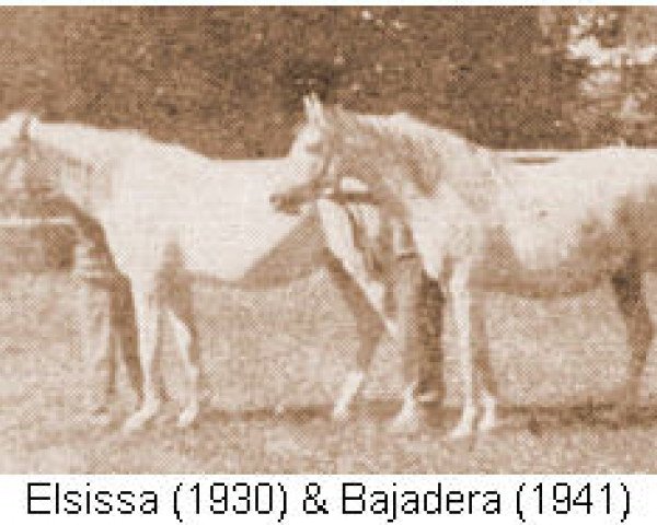 Zuchtstute Bajadera ox (Vollblutaraber, 1941, von Morocz ox)