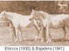 broodmare Bajadera ox (Arabian thoroughbred, 1941, from Morocz ox)