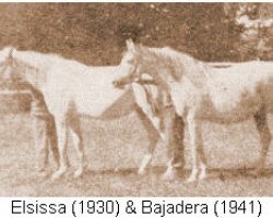 broodmare Bajadera ox (Arabian thoroughbred, 1941, from Morocz ox)