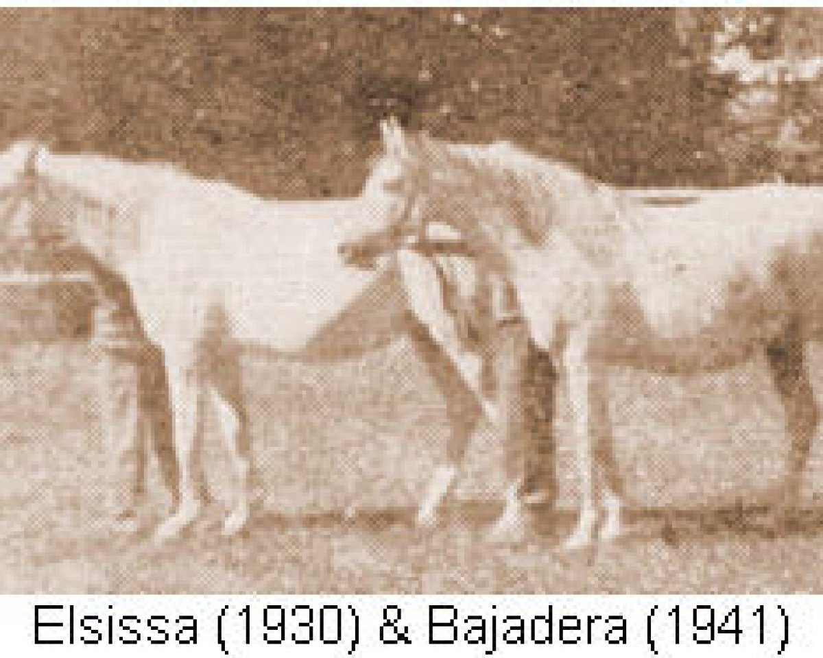 broodmare Elsissa 1930 ox (Arabian purebred, 1930, from Floks ox)