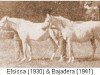 broodmare Elsissa 1930 ox (Arabian thoroughbred, 1930, from Floks ox)