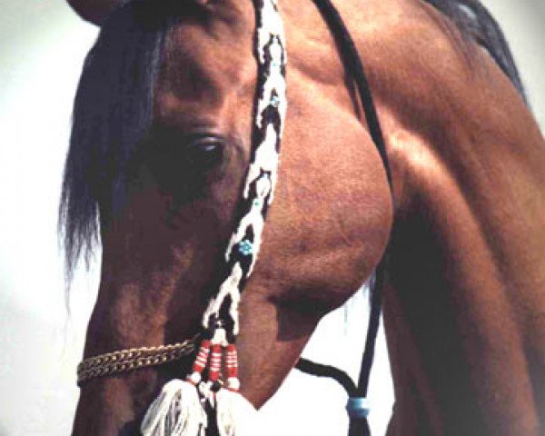 stallion Camerton 1973 ox (Arabian thoroughbred, 1973, from Celebes 1949 ox)