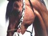 stallion Camerton 1973 ox (Arabian thoroughbred, 1973, from Celebes 1949 ox)