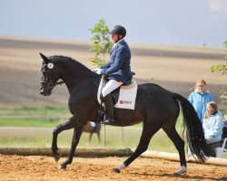 broodmare Daya Rubina (Oldenburg, 2009, from Rubinero 2)