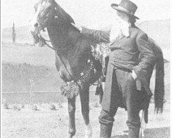 stallion Nejdran DB (Arabian purebred,  )