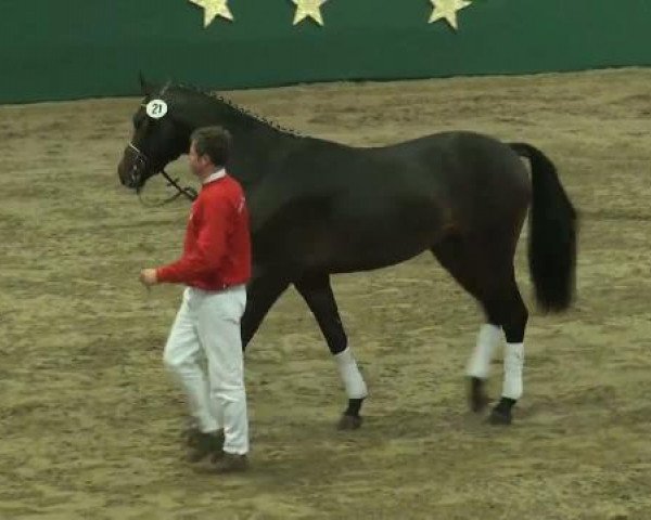 NRW-Hauptkörung für Reitpferdehengste 2011
Mittwoch,den 23.November 2011
Vorstellung der gekörten Hengste

