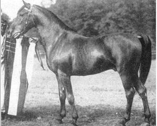 Deckhengst Haleb 1901 ox (Vollblutaraber, 1901, von A Shuwayman Sabbah ox)