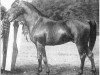 stallion Haleb 1901 ox (Arabian thoroughbred, 1901, from A Shuwayman Sabbah ox)