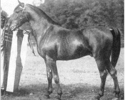 stallion Haleb 1901 ox (Arabian thoroughbred, 1901, from A Shuwayman Sabbah ox)