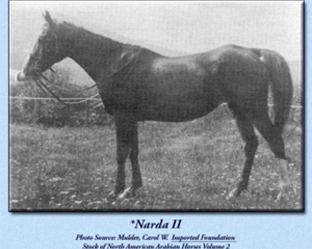 broodmare Narda II ox (Arabian purebred, 1902, from Rejeb 1897 ox)
