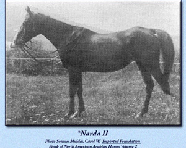 Zuchtstute Narda II ox (Vollblutaraber, 1902, von Rejeb 1897 ox)