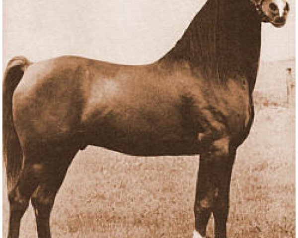 stallion Rabab EAO (Arabian thoroughbred, 1943, from Rabiyas EAO)