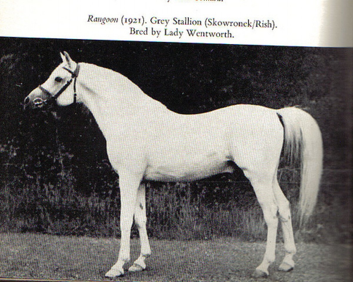 stallion Rangoon ox (Arabian purebred, 1921, from Skowronek 1909 ox)