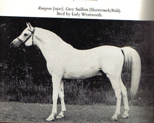 Deckhengst Rangoon ox (Vollblutaraber, 1921, von Skowronek 1909 ox)