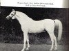 stallion Rangoon ox (Arabian thoroughbred, 1921, from Skowronek 1909 ox)