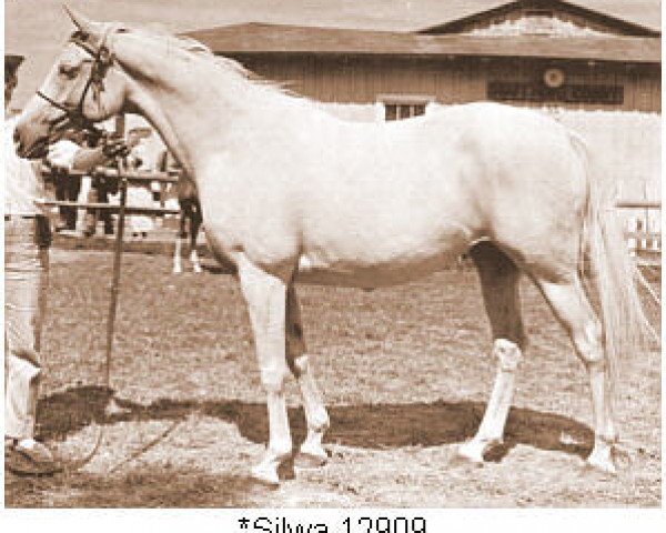 Zuchtstute Silwa ox (Vollblutaraber, 1950, von Raktha 1934 ox)