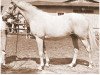 broodmare Silwa ox (Arabian thoroughbred, 1950, from Raktha 1934 ox)