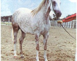 broodmare Silwara ox (Arabian thoroughbred, 1955, from Dargee ox)