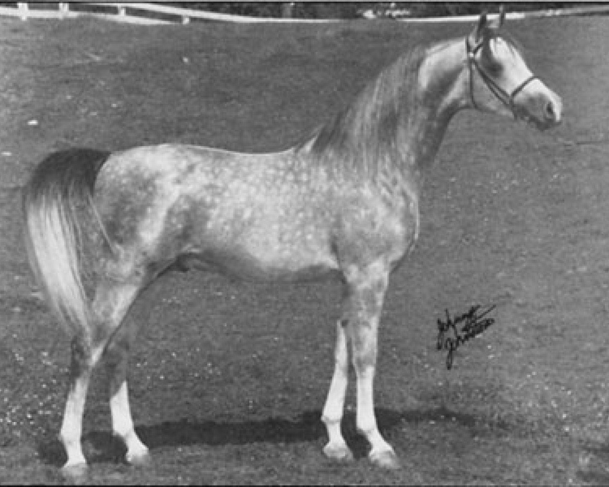stallion Tornado ox (Arabian purebred, 1965, from Bask ox)