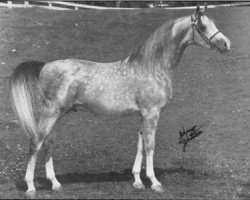 Deckhengst Tornado ox (Vollblutaraber, 1965, von Bask ox)