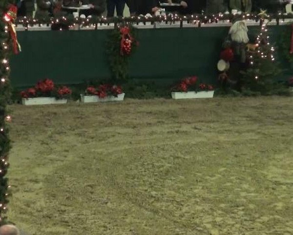 NRW-Hauptkörung für Reitpferdehengste 2011
Mittwoch,den 23.November 2011
Vorstellung der gekörten Hengste
