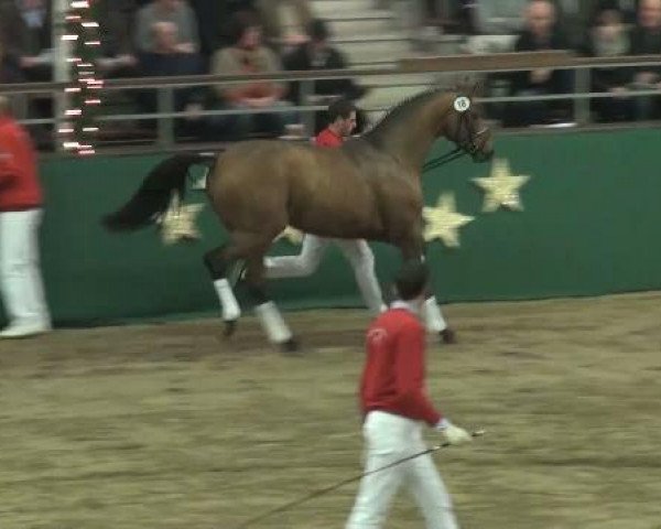 NRW-Hauptkörung für Reitpferdehengste 2011
Mittwoch,den 23.November 2011
Vorstellung der gekörten Hengste
