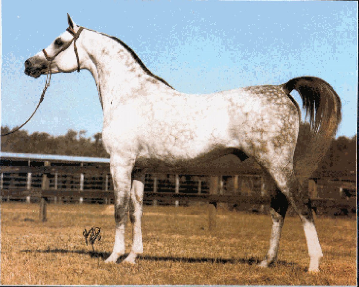 stallion Marsianin ox (Arabian purebred, 1971, from Aswan 1958 EAO)