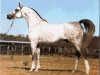 stallion Marsianin ox (Arabian thoroughbred, 1971, from Aswan 1958 EAO)
