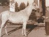 broodmare Najada ox (Arabian thoroughbred, 1932, from Fetysz 1924 ox)