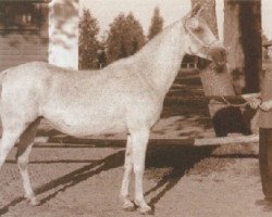 broodmare Najada ox (Arabian thoroughbred, 1932, from Fetysz ox 1924)