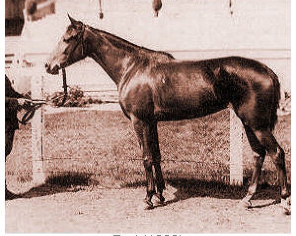broodmare Bad 1929 ox (Arabian thoroughbred, 1929, from Diab OA)