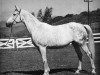 broodmare Naganka ox (Arabian thoroughbred, 1952, from Bad Afas ox)