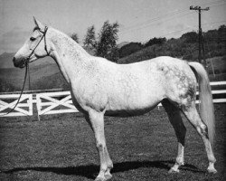 broodmare Naganka ox (Arabian thoroughbred, 1952, from Bad Afas ox)