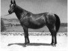 broodmare Ferdirah ox (Arabian thoroughbred, 1932, from Ferdin ox)