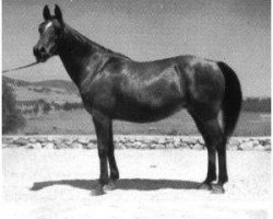 broodmare Ferdirah ox (Arabian thoroughbred, 1932, from Ferdin ox)