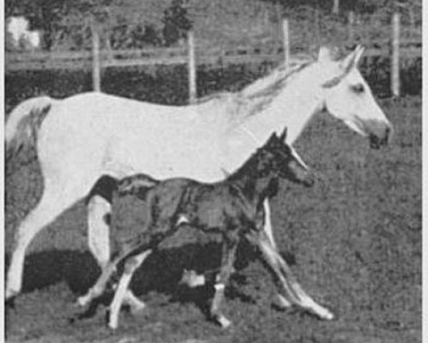 broodmare Kareyma 1927 ox (Arabian thoroughbred, 1927, from Naseem 1922 ox)