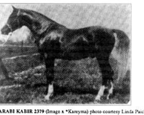 Deckhengst Arabi Kabir ox (Vollblutaraber, 1942, von Image 1933 ox)