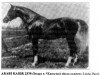 stallion Arabi Kabir ox (Arabian thoroughbred, 1942, from Image 1933 ox)