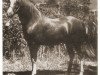 stallion Errabi ox (Arabian thoroughbred, 1949, from Arabi Kabir ox)