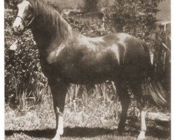 stallion Errabi ox (Arabian thoroughbred, 1949, from Arabi Kabir ox)