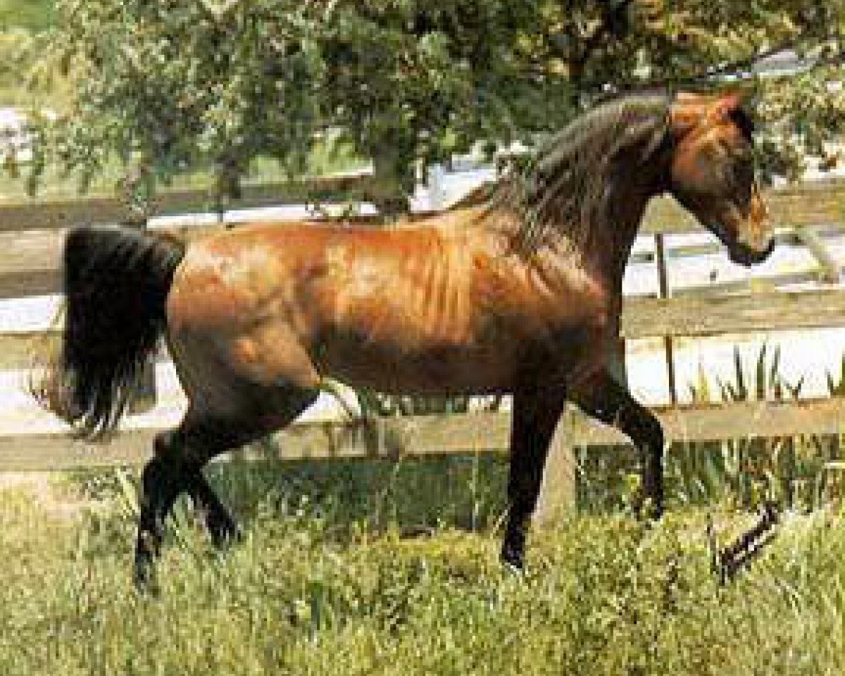 stallion Bay-Abi ox (Arabian purebred, 1957, from Errabi ox)