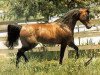 stallion Bay-Abi ox (Arabian thoroughbred, 1957, from Errabi ox)