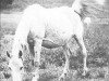 broodmare Hasiker EAO (Arabian thoroughbred, 1914, from Hamrah 1904 DB)
