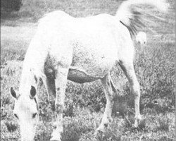 broodmare Hasiker EAO (Arabian thoroughbred, 1914, from Hamrah 1904 DB)